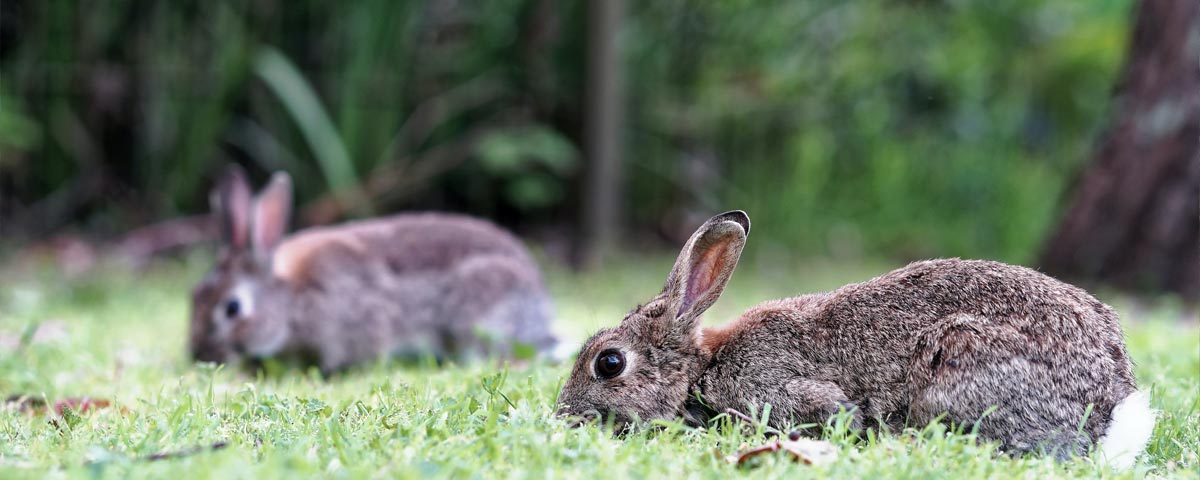 Animal Control - Rabbits